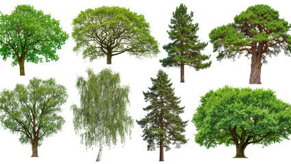 Collection of diverse deciduous and coniferous trees © Ari