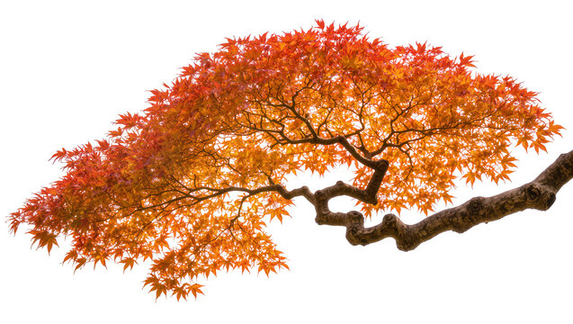 Autumn maple tree branch with vibrant orange and red leaves