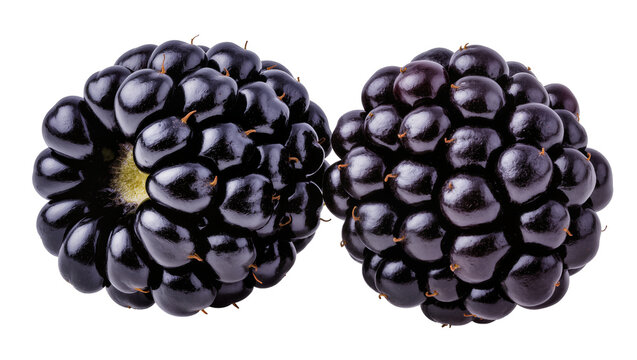 Two ripe blackberries with glossy dark purple drupelets and orange stems
