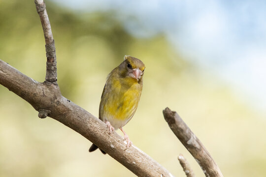Mirando para la charca un robusto Verder&oacute;n com&uacute;n (Chloris chloris)