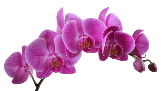 Pink Phalaenopsis Orchid Flowers and Buds on Stem