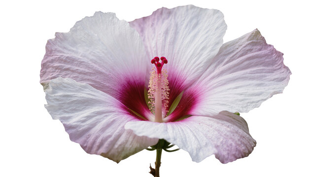 White and pink hibiscus flower with red stamen
