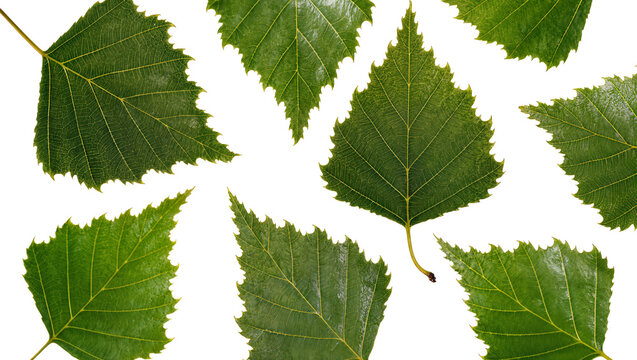 Green birch leaves with serrated edges and visible veins
