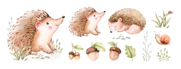 Watercolor cute sleeping baby hedgehog animal. Woodland nursery isolated illustration for children. for children. watercolour stump and acorn forest drawing with floral elements.  © kris_art