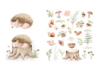 Fototapeta premium Watercolor cute sleeping baby hedgehog animal. Woodland nursery isolated illustration for children. for children. watercolour stump and acorn forest drawing with floral elements. Butterfly and spruce