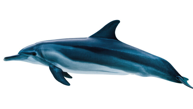 Blue and white striped dolphin swimming
