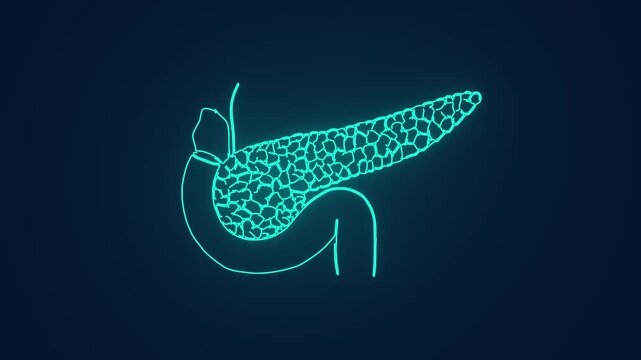pancreas anatomy and digestive system animation