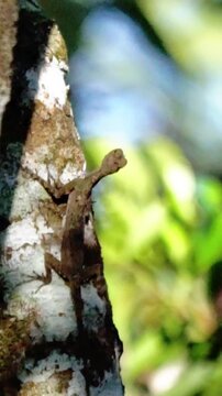 Draco volans (klarap) camouflaged on the tree. This animal is known as the flying gecko.