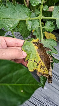 Alternaria solani, Septoria lycopersici . Tomato Plant Leaf Infected with Early Blight Disease