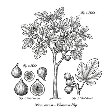 Detailed vintage botanical illustration of Ficus carica common fig tree including fruit sections and leaf details in woodcut style