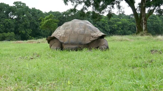 Huge Galapagos tortoise gets frightened and hides in shell