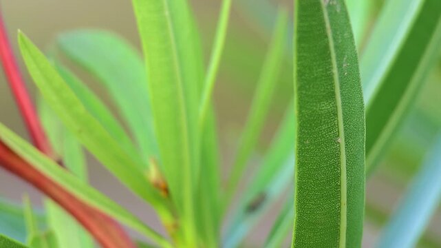 Resilient Pink Oleander in Hiroshima: Symbol of Peace and Survival, Leaves