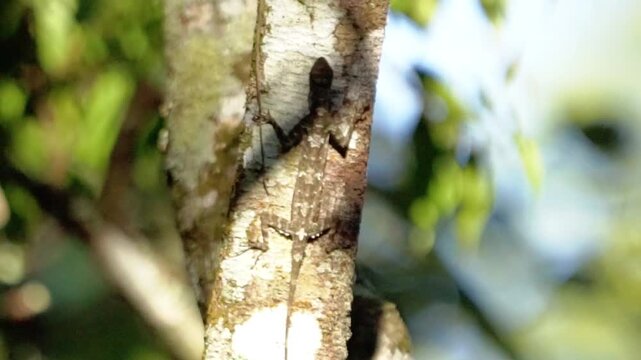 Draco volans (klarap) camouflaged on the tree. This animal is known as the flying gecko.