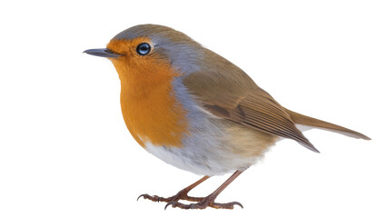 Fototapeta premium European Robin bird with orange breast and grey head