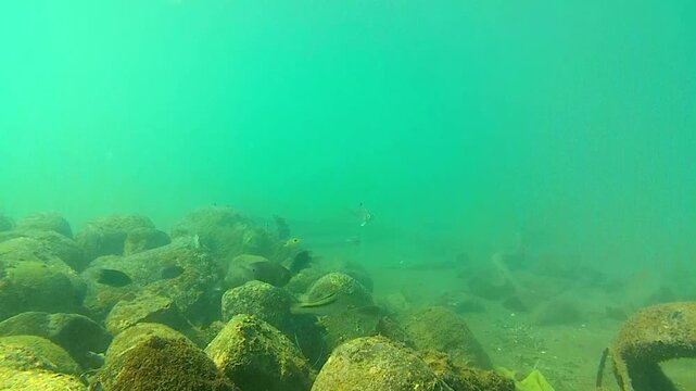 sea, seabed, tropical fish