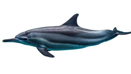 Gray dolphin with dark stripes swimming underwater © Lysander