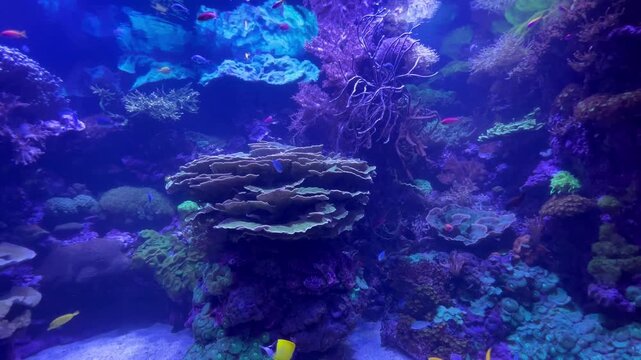 Colorido arrecife de coral bajo el agua con peces tropicales en tonos vibrantes de azul y morado, vida marina en acuario