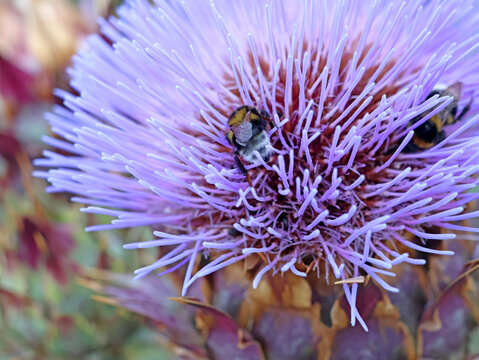 une abeille au coeur du chardon