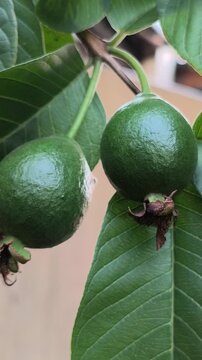 Fresh young guava fruit with a deep green color growing naturally on the tree, showcasing its healthy appearance and early stage of development in a tropical orchard.