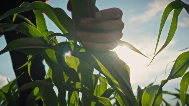 In a corn field under the bright sun, a farmer in a dark red shirt takes photos of leaves, identifying crop defects and diseases. A concept for agronomic diagnostics and crop protection