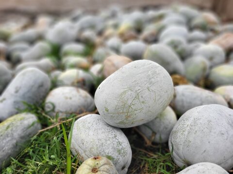 Piles of harvested mature wax gourd (Benincasa hispida) collected from the field. Also known as ash gourd or winter melon, these large green vegetables are widely grown for their culinary