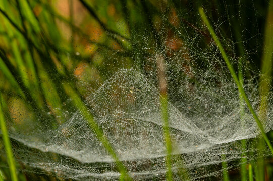 Macro of beautiful dew drops on green grass flower in morning time.Soft focus of macro water drops on flower on a rainy day.
