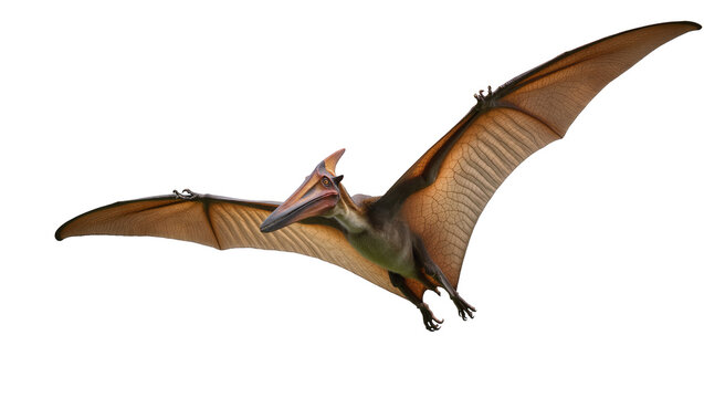 Pterodactyl flying prehistoric reptile with large wings