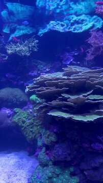 Colorido arrecife de coral bajo el agua con peces tropicales en tonos vibrantes de azul y morado, vida marina en acuario