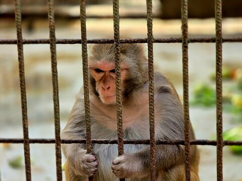 Close-up portrait of a monkey holding metal cage bars, showing an emotional and thoughtful expression.