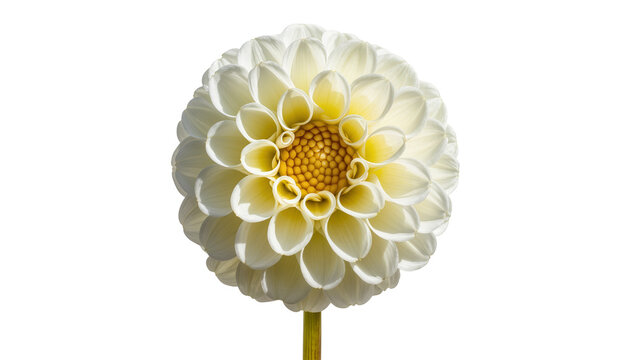 White dahlia flower with yellow center