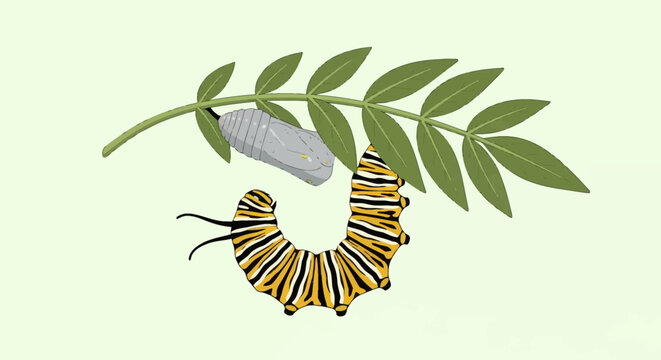Vector illustration of a monarch butterfly caterpillar (Danaus plexippus) hanging in J-shape from a leafy green branch next to a pupa chrysalis during metamorphosis stages.