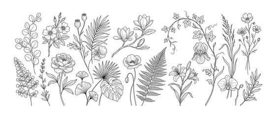 Set of botanical hand drawn floral elements and decorative wild plants with botanical illustration ornament collection background decoration eucalyptus monstera blooming © Designer Pac 2
