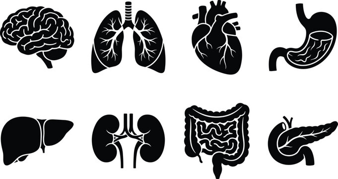 Set of human internal organ including brain, lungs, heart, stomach, liver, kidneys, intestines, and pancreas, rendered in a simple black silhouette style