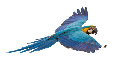 Blue and yellow macaw parrot flying with wings spread © Lukas