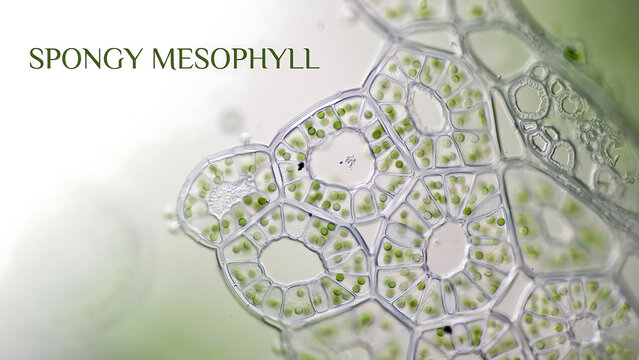 Spongy mesophyll cells in leaf tissue under microscope showing chloroplasts and cell walls