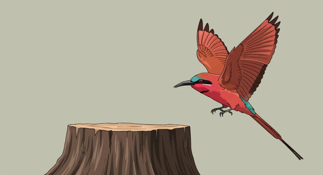 Vector illustration of carmine bee-eater with flared wings flying toward a tree stump. Red plumage, turquoise crown, and long tail feathers shown on a neutral background.