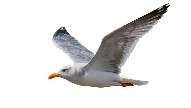 Seagull in flight with wings spread wide