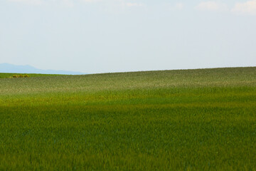 Fototapeta premium A wide minimalist landscape shot featuring a vibrant green grass field meadow under a vast cloudy sky, offering plenty of copy space for commercial design.
