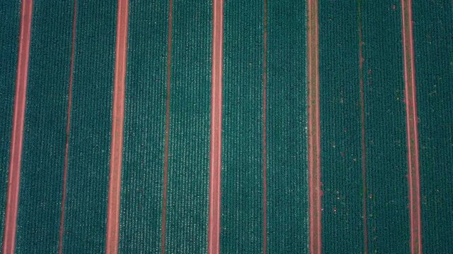 Top-Down Aerial Drone Shot of Cabbage Fields: A Concept of Precision Agriculture and Geometric Crop Patterns