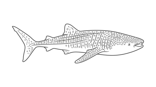 Whale Shark Vector Illustration
