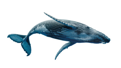 Humpback whale swimming with pectoral fins extended © Clementine