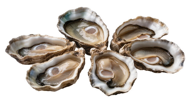 Freshly opened oysters with plump meat and pearly sheen