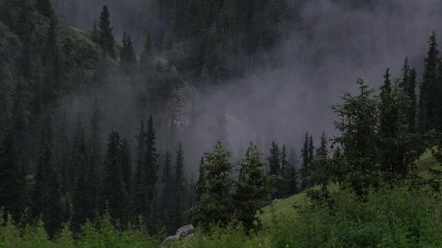 Moody mountain landscape with fog moving through pine trees during rainy weather. Perfect for cinematic backgrounds, travel advertising, meditation concepts, and environmental videos with copy space.