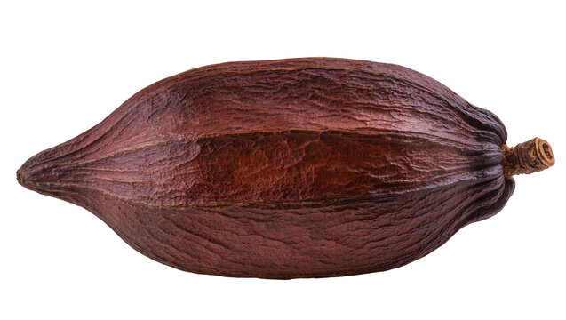 Brown Cacao Pod with Textured Rind and Stem