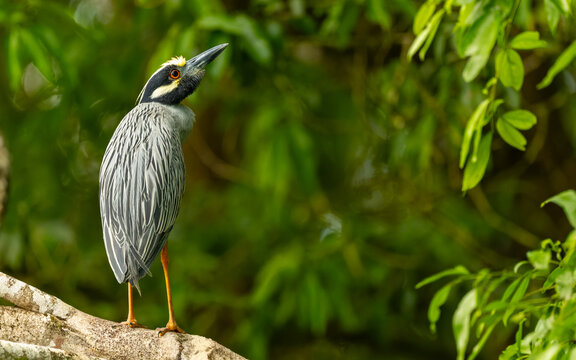 adulter Nachtreiher (Nycticorax nycticorax)