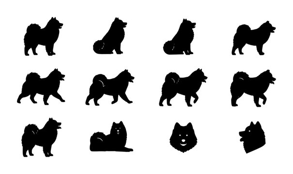 Samoyed Dog Silhouettes Collection, Fluffy Canine Poses Vector Pack, Pet Breed Icon Set, Black and White Animal Graphics for Design