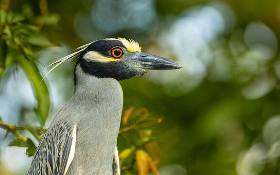 adulter Nachtreiher (Nycticorax nycticorax)
