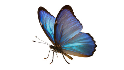 Blue Morpho Butterfly with Iridescent Wings © Clementine