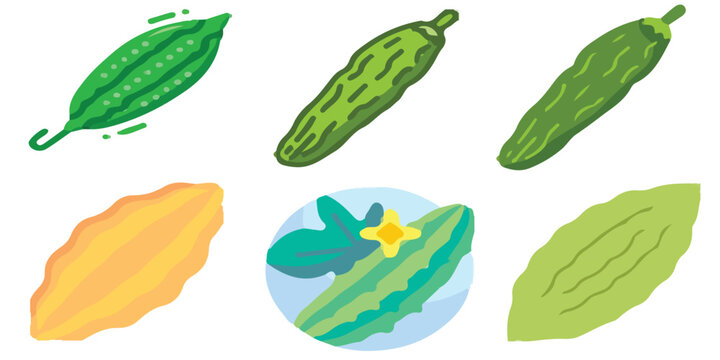 Fresh green bitter melon gourd flat vector illustration set featuring healthy organic raw vegetable agriculture ingredients for culinary healthy food graphic design