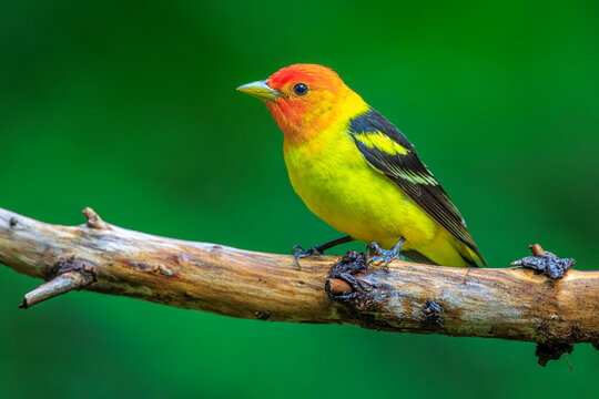 Western Tanager